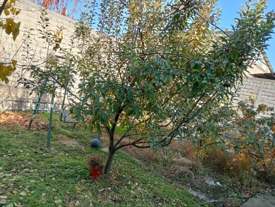 Яшнобод Гузаль махалля, 4 соток, продается дом