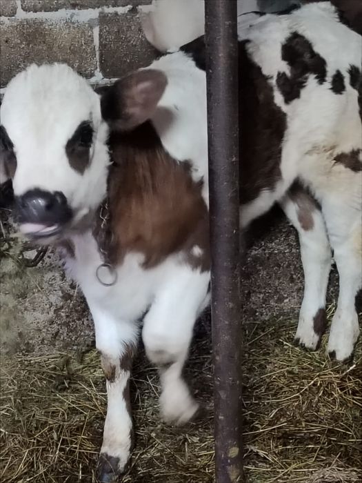 vand vitei si vitele