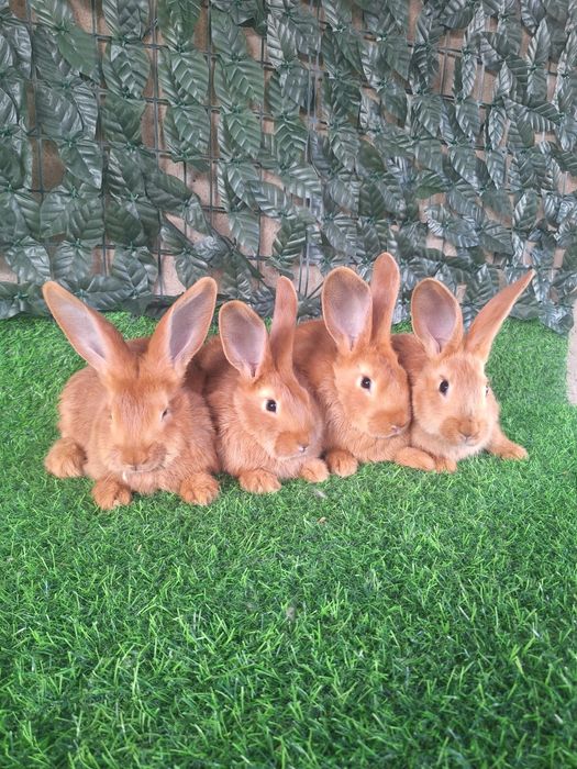 Кролики  Бургундский