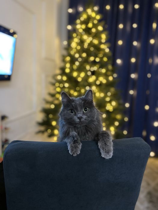 Отдам кошку в добрые руки