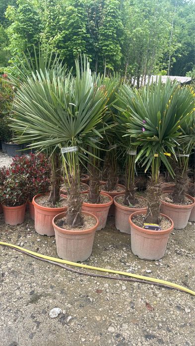 ‼️ Plante ornamentale ‼️