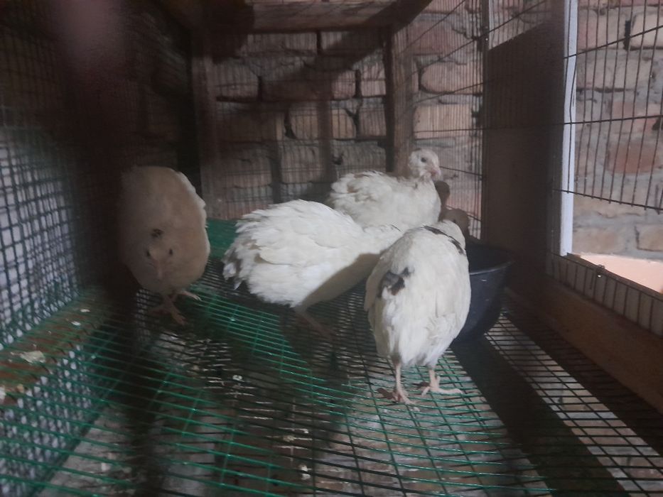 Продаётся Перепела техасские