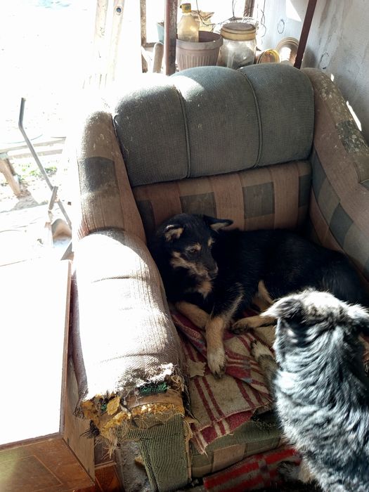 Стерилизованные даром