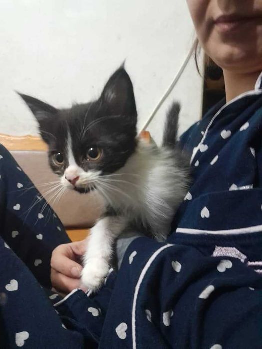 Бесплатно котята