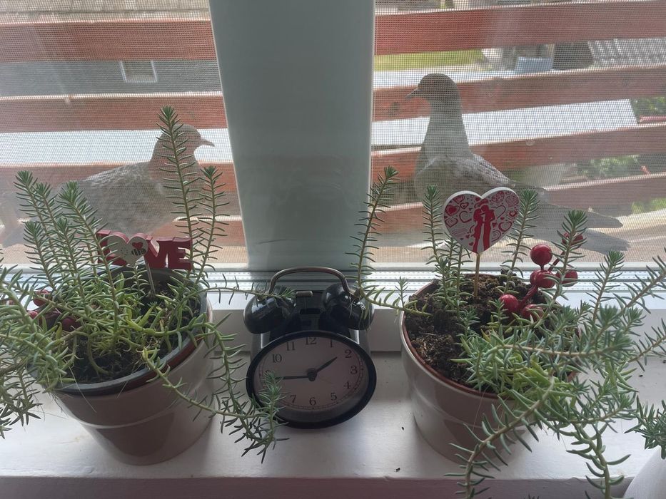 Vacanta ski Cabana de vis la 259 lei