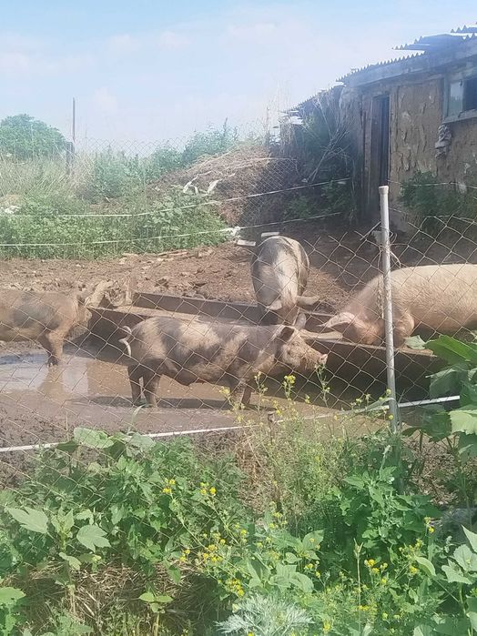 Продам свиней 6- 7 месячные