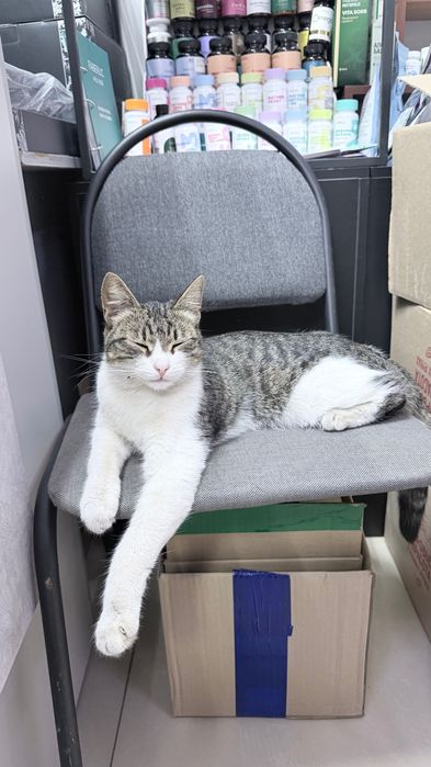 Котенок 6 месяцев