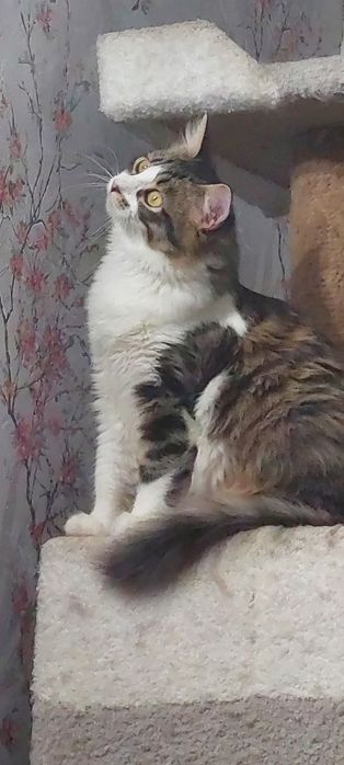 Отдам котика, зовут Сеня.