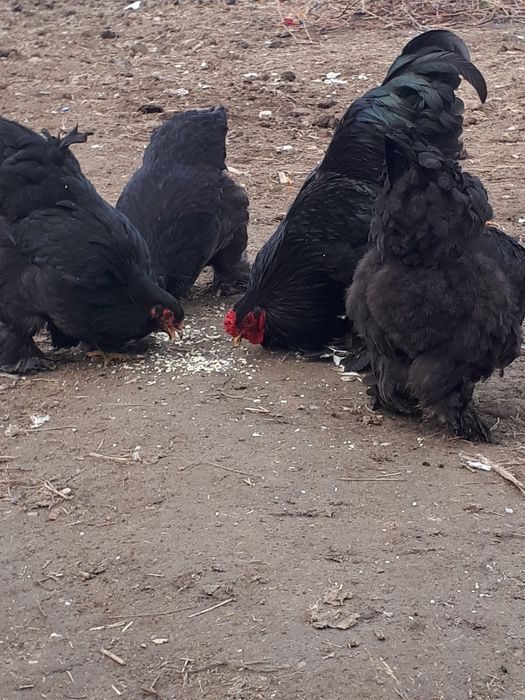 Vând găini rasă Brahma.