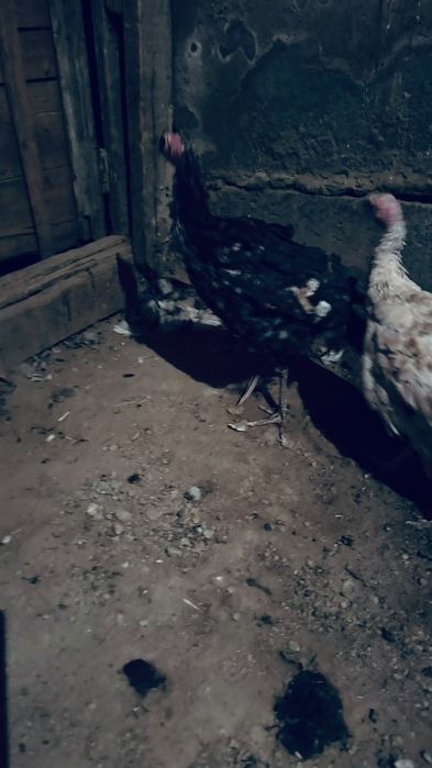 индюшата 2 штук 2,5-3 месяца