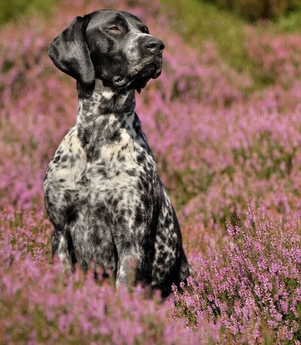 Продам щенят от рабочих родителей