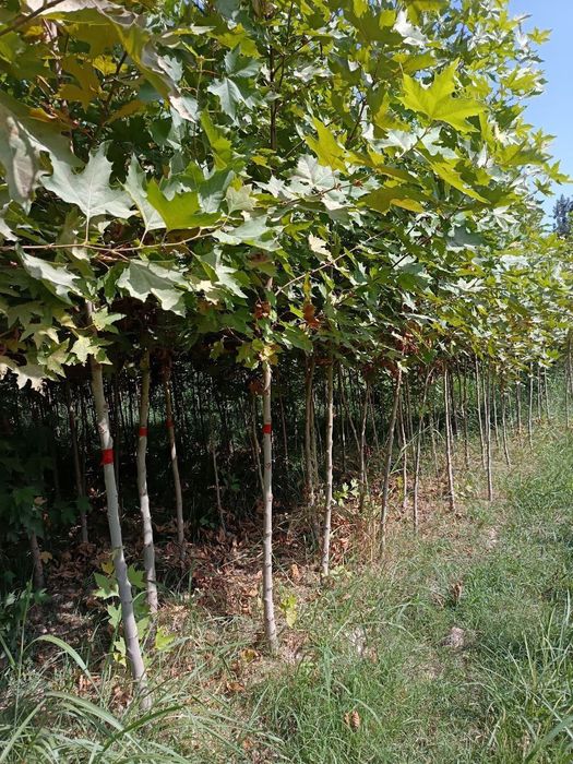 Тутовник чинар платан