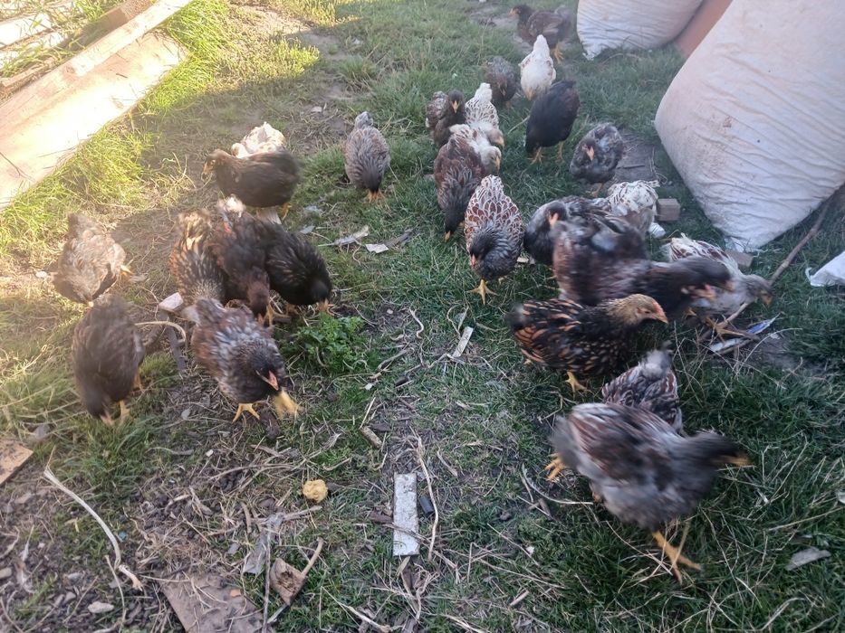 Cauta altă casă  o familie de wyandotte barat și o familie de wyandott