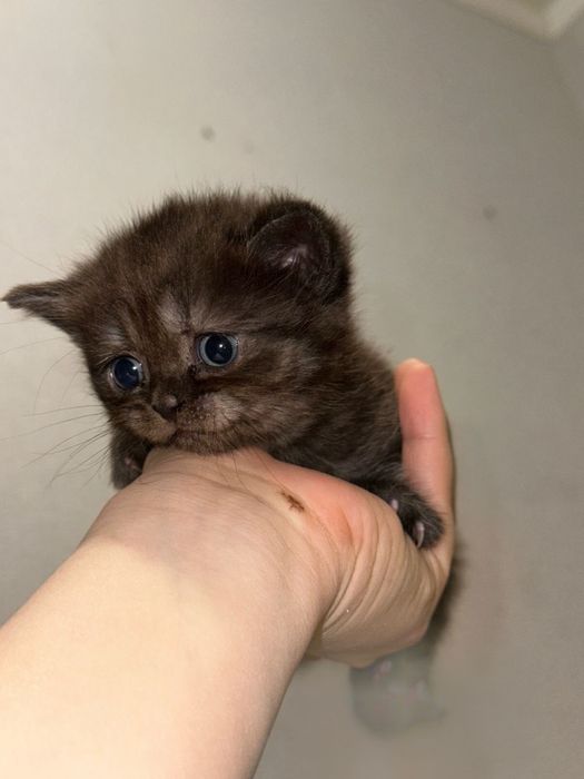 Продам котят британцы