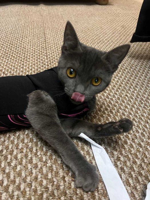 Котёнок породы Корат