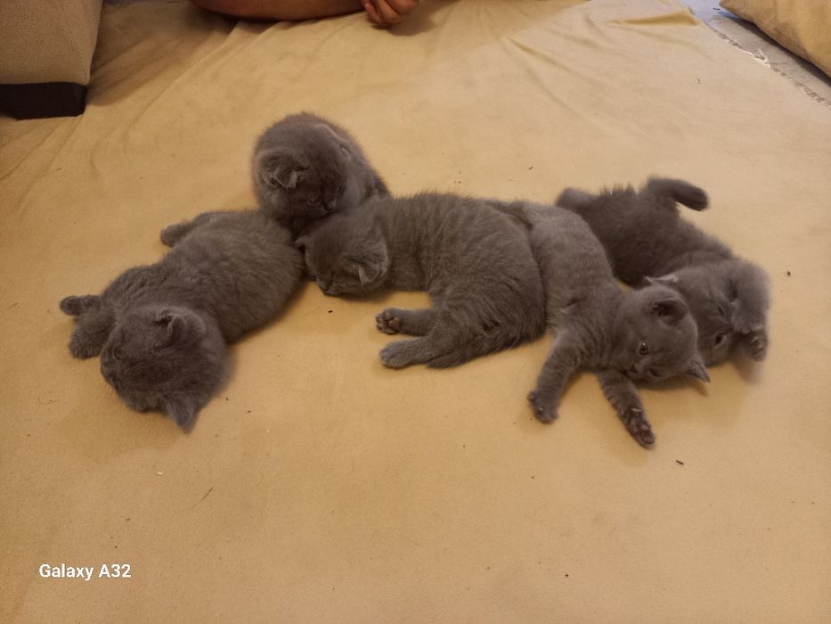 1,5 oylik mushuk bolalari sotiladigan narxi 700 000 so‘m yanakelishila