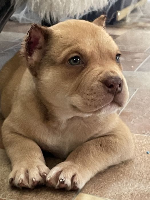 Щенки американский булли