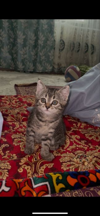 шотландский прямоухий