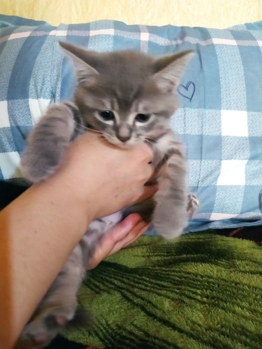 Отдам даром шотланские котята и их мама