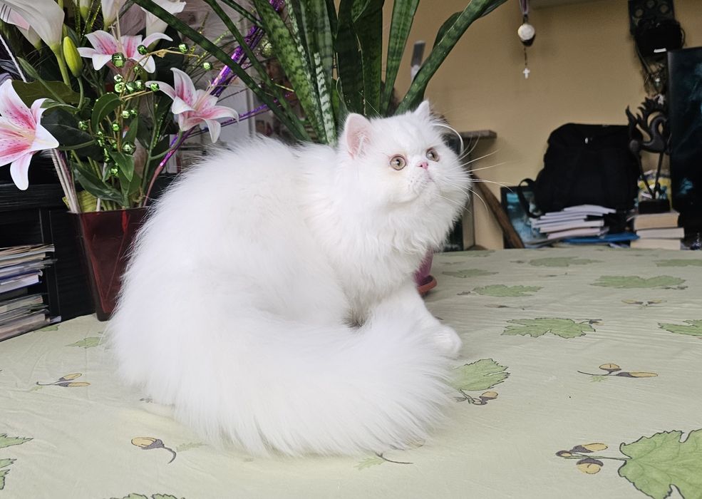 Персийско котенце