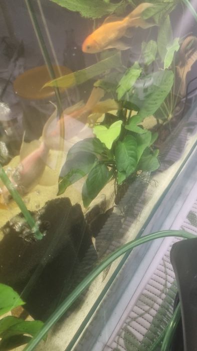 Acvariu pesti si accesorii