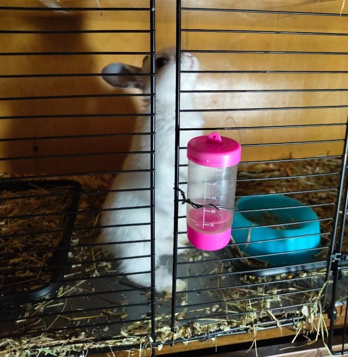 Крольчата домашние