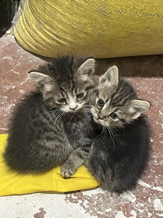 Котята в хорошие руки
