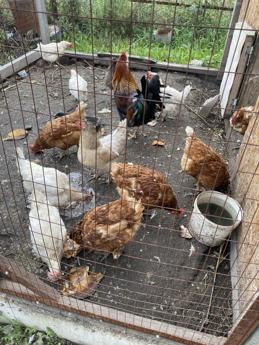 Продам кур и петуха