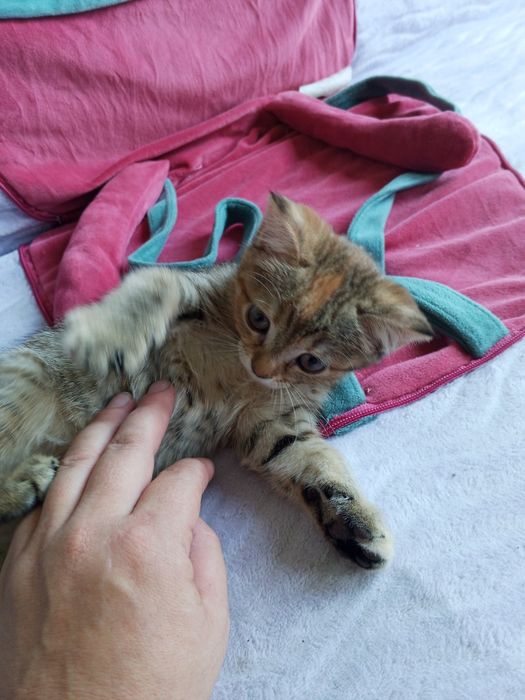 Котенок скотиш страйт