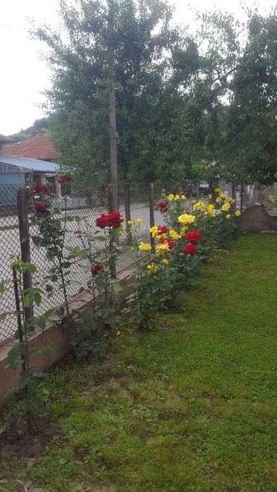 Градинарски услуги,почистване на 
дворове, озеленяване