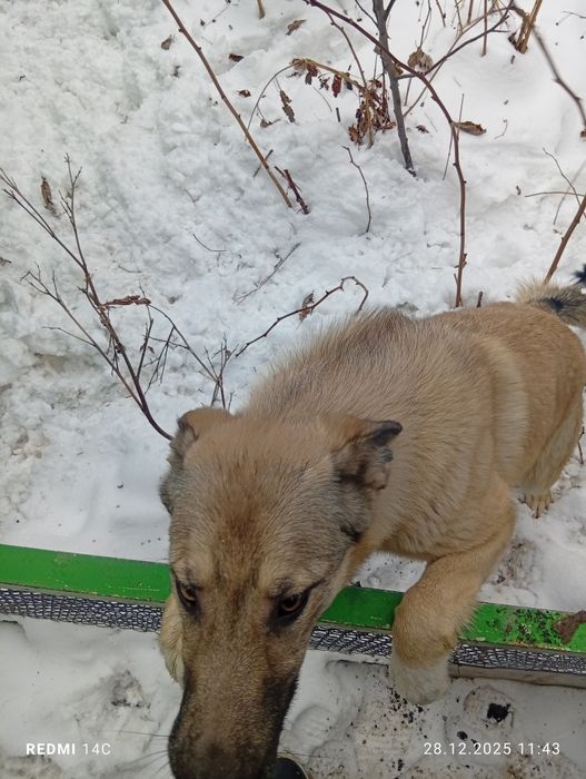 Тегін беріледі овчарка бельгиец