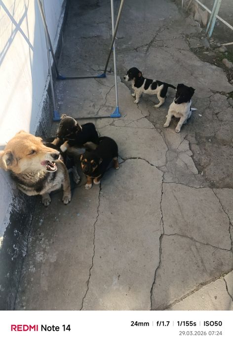 Отдам в хорошие руки