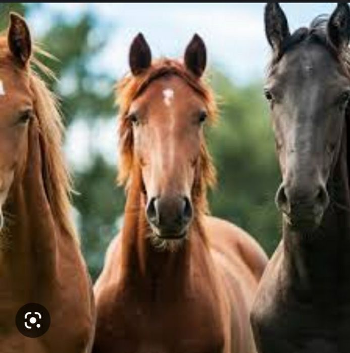 Ассалаумагалейкум согым сатылады байтал