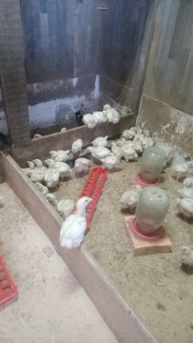 Цыплята бройлера 3 недели