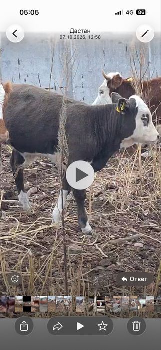 Продам 2-ух быков