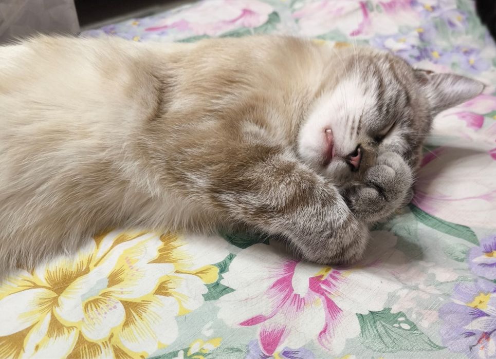 Отдам котика в хорошие руки