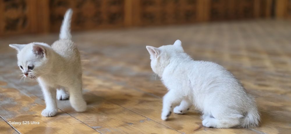 Продаются Котята 2 месяца