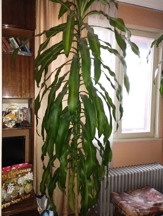 Драцена до тавана