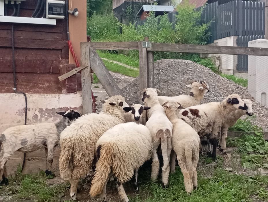 Miei de vânzare  nu se vinde pe bucata