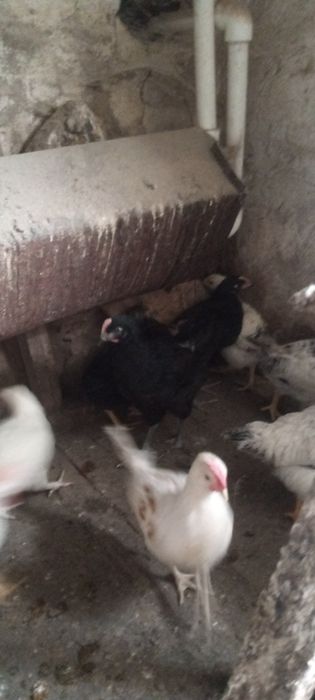 Продам циплят черных