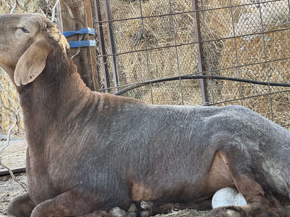 Арашан қошқар