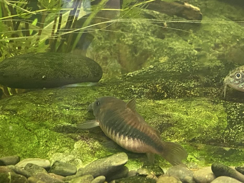 Коридорас сомики