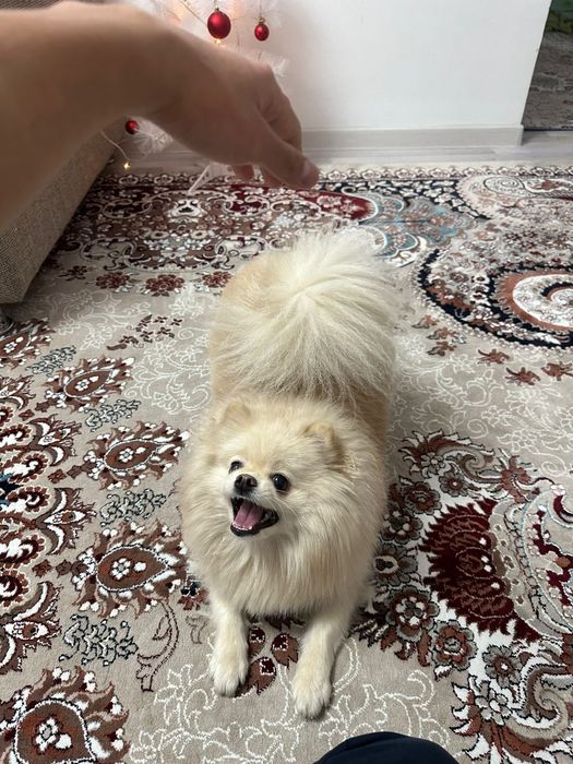 Продам немецкого шпица, мальчик