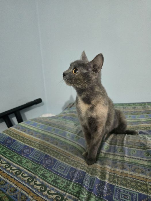 Ищет заботливые ручки!