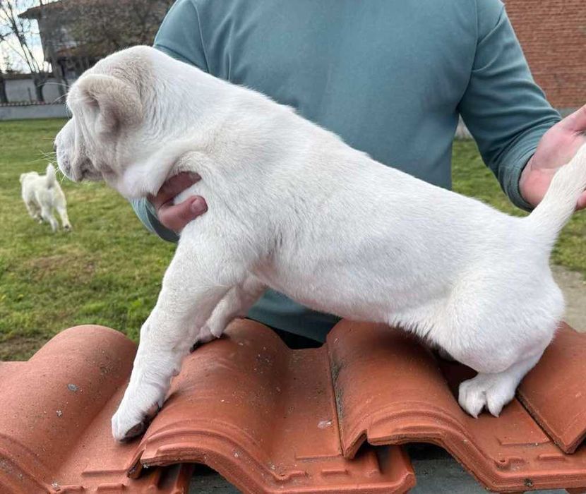 кученце САО Алабай