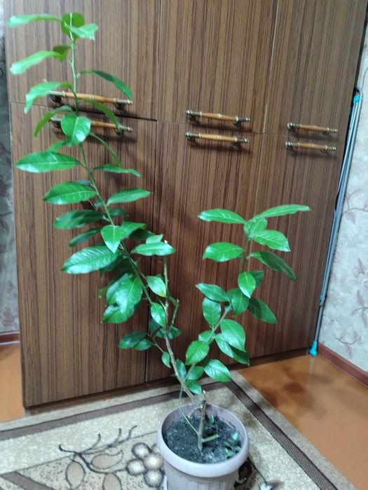 Продам комнатный цветок