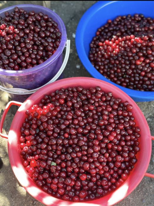 Продам домашнюю вишню