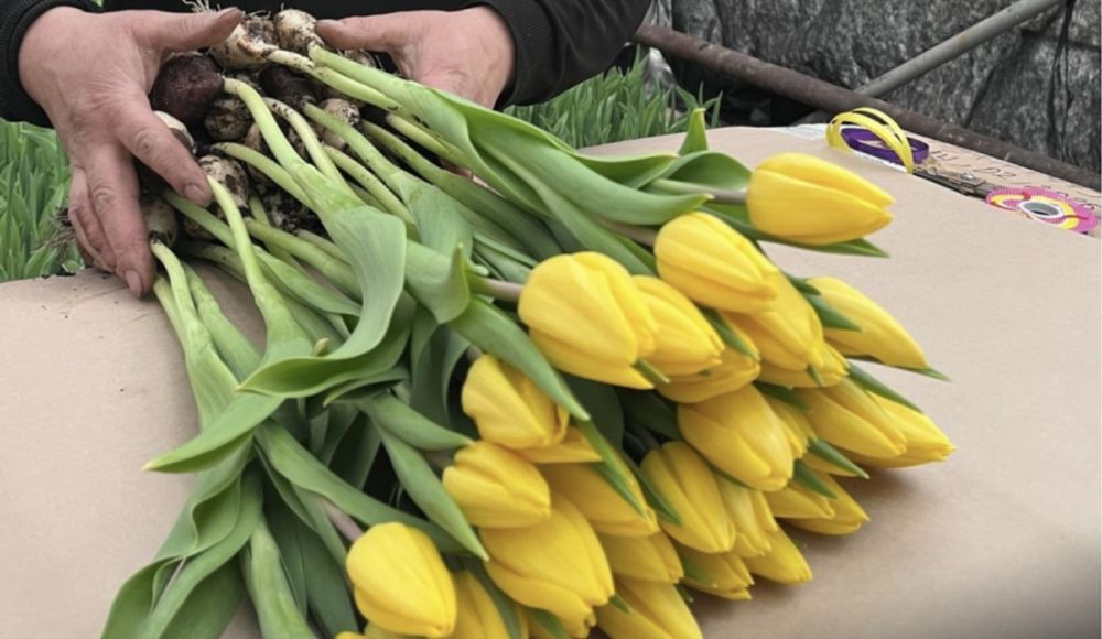 Тюльпаны голландские оптом и в розницу