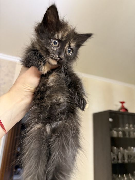 Очаровательная малышка ищет дом