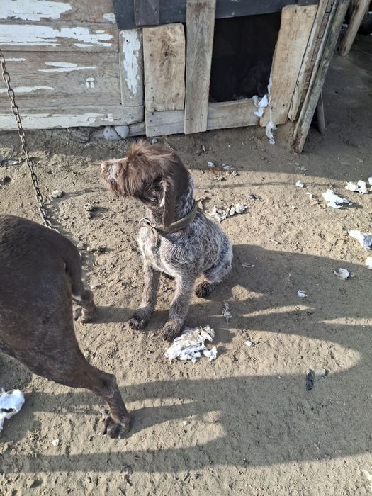 Продам дратхара сука